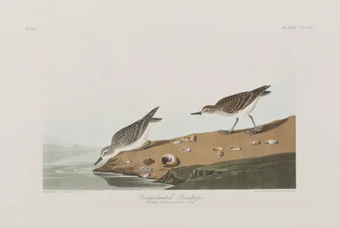 Illustration från "Birds of America"