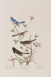 Illustration från "Birds of America"