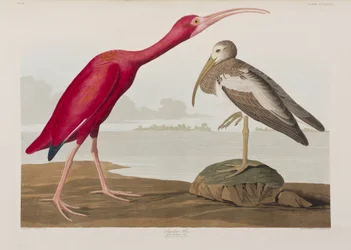 Illustration från "Birds of America"