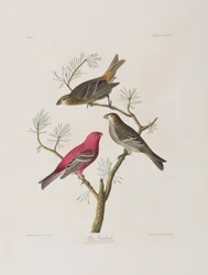 Illustration från "Birds of America"