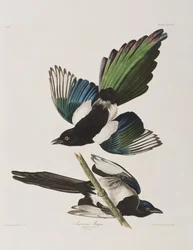 Illustration från "Birds of America"