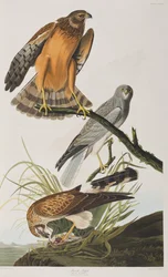 Illustration från "Birds of America"