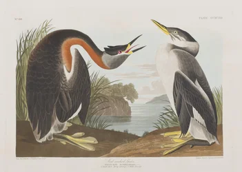 Illustration från "Birds of America"