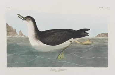 Illustration från "Birds of America"