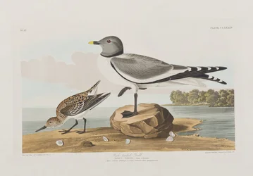 Illustration från "Birds of America"