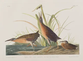 Illustration från "Birds of America" (Fåglar i Amerika)