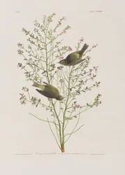 Illustration från "Birds of America"