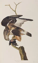 Illustration från "Birds of America"