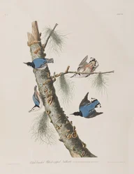 Illustration från "Birds of America"