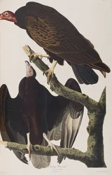 Illustration från "Birds of America"