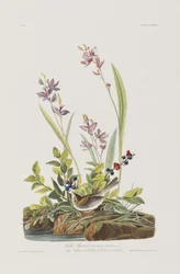 Illustration från "Birds of America"