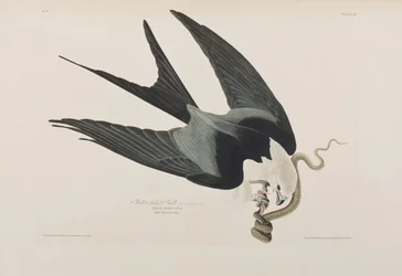 Illustration från "Birds of America"
