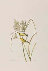 Illustration från "Birds of America"