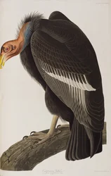 Illustration från "Birds of America"