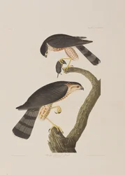Illustration från "Birds of America"