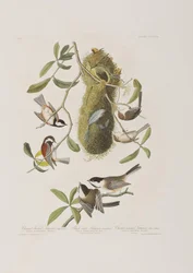 Illustration från "Birds of America"