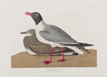 Illustration från "Birds of America"