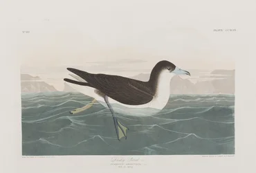 Illustration från "Birds of America"