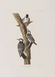 Illustration från "Birds of America"