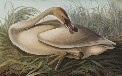 Illustration från "Birds of America"