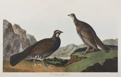 Illustration från "Birds of America"