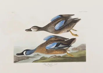 Illustration från "Birds of America"