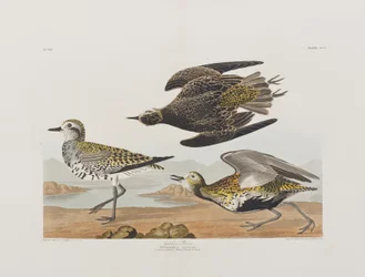 Illustration från "Birds of America"