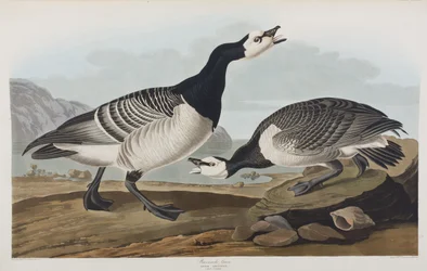 Illustration från "Birds of America"