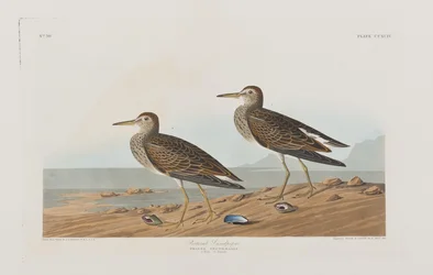 Illustration från "Birds of America"