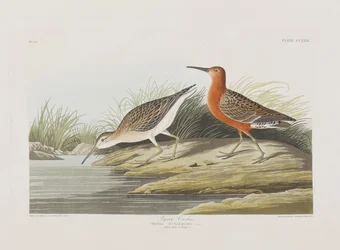 Illustration från "Birds of America"
