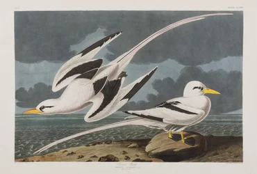 Illustration från "Birds of America"