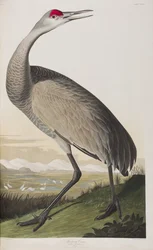 Illustration från "Birds of America"