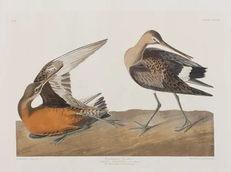 Illustration från "Birds of America"