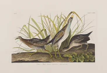 Illustration från "Birds of America"