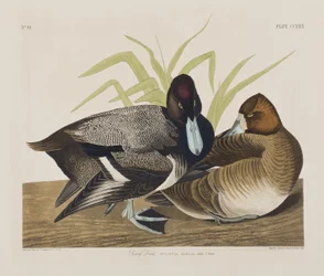 Illustration från "Birds of America"