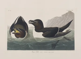 Illustration från "Birds of America"