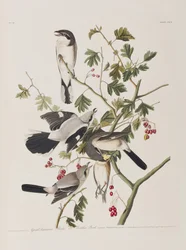 Illustration från "Birds of America"