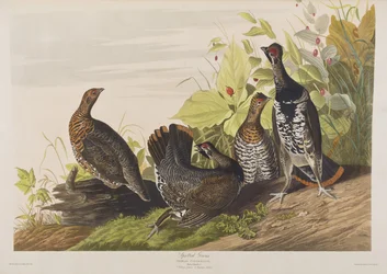Illustration från "Birds of America"