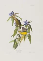 Illustration från "Birds of America"