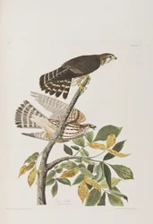 Illustration från "Birds of America"