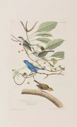 Illustration från "Birds of America"