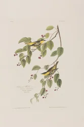 Illustration från "Birds of America"