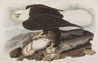 Illustration från "Birds of America"