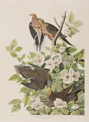 Illustration från "Birds of America"