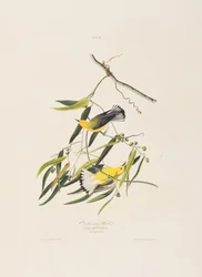 Illustration från "Birds of America" (Fåglar i Amerika)