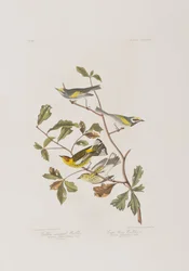 Illustration från "Birds of America"