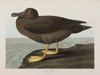 Illustration från "Birds of America"