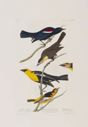 Illustration från "Birds of America"