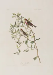 Illustration från "Birds of America"