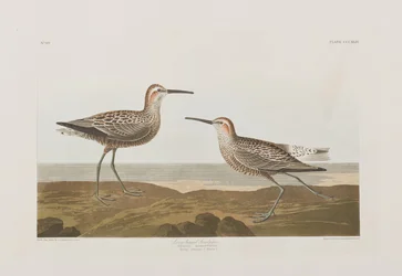 Illustration från "Birds of America"